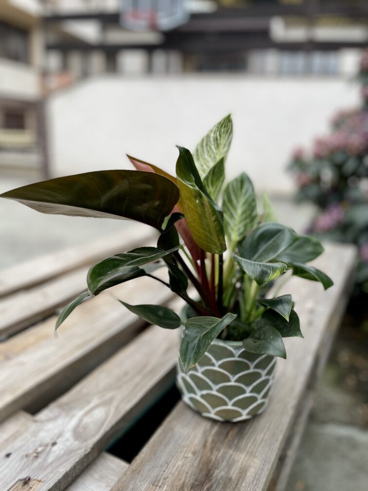 Zdjęcie rosliny doniczkowej Philodendron Birkin Congo, ujęcie 3