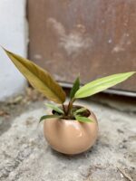 Zdjęcie rosliny doniczkowej Philodendron Caramel, ujęcie 1