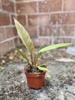 Zdjęcie rosliny doniczkowej Philodendron Caramel, ujęcie 2