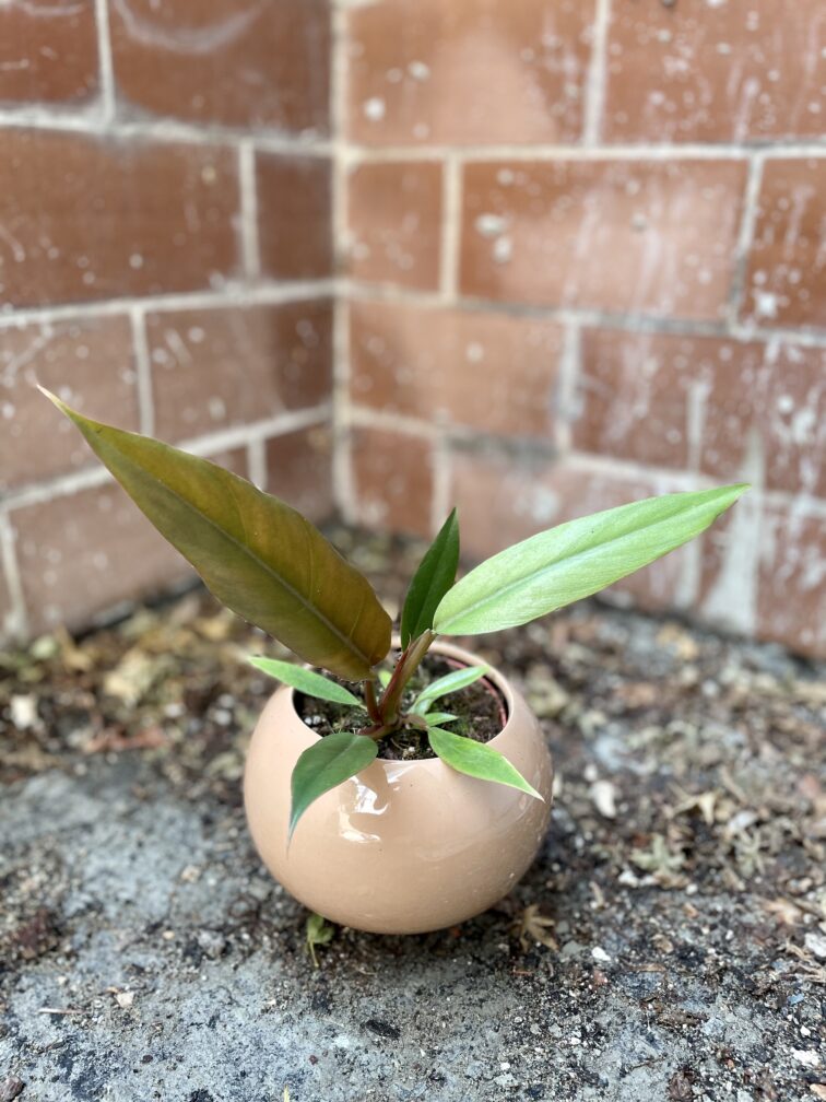 Zdjęcie rosliny doniczkowej Philodendron Caramel, ujęcie 3