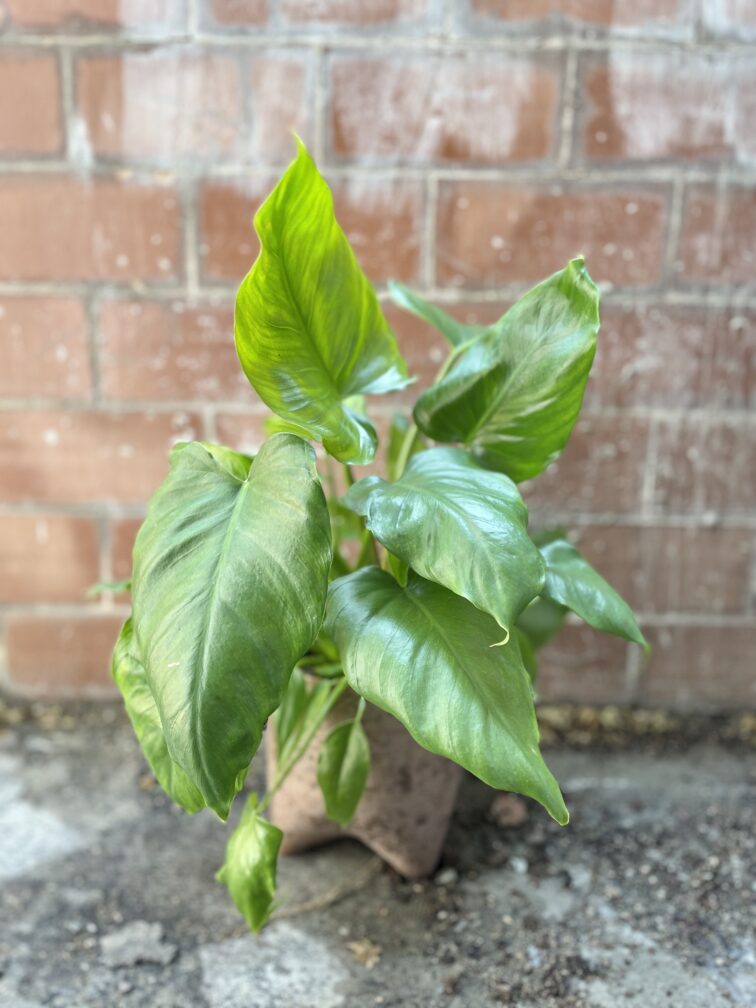 Zdjęcie rosliny doniczkowej Philodendron giganteum, ujęcie 1