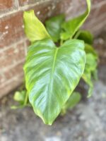 Zdjęcie rosliny doniczkowej Philodendron giganteum, ujęcie 2
