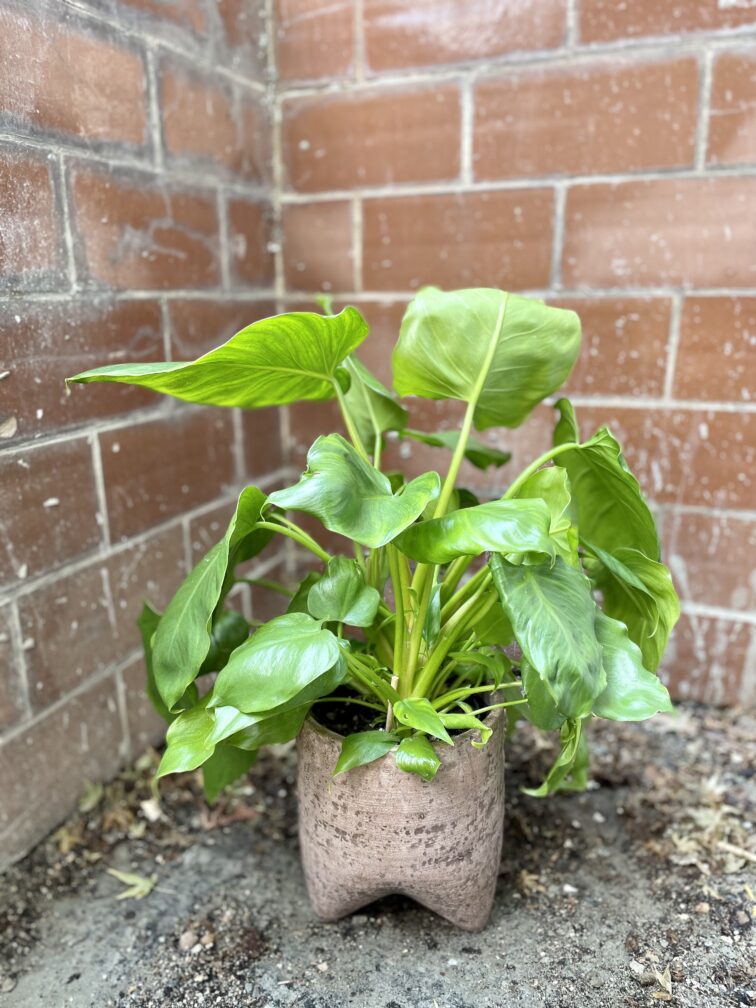 Zdjęcie rosliny doniczkowej Philodendron giganteum, ujęcie 3