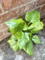 Zdjęcie rosliny doniczkowej Philodendron giganteum, ujęcie 4