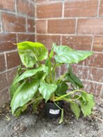 Zdjęcie rosliny doniczkowej Philodendron giganteum, ujęcie 5