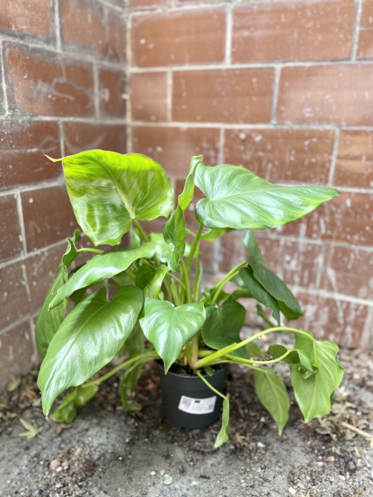 Zdjęcie rosliny doniczkowej Philodendron giganteum, ujęcie 5