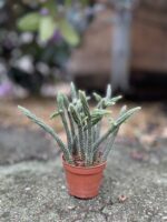 Zdjęcie rosliny doniczkowej Rhipsalis baccifera Horrida (Patyczak), ujęcie 1