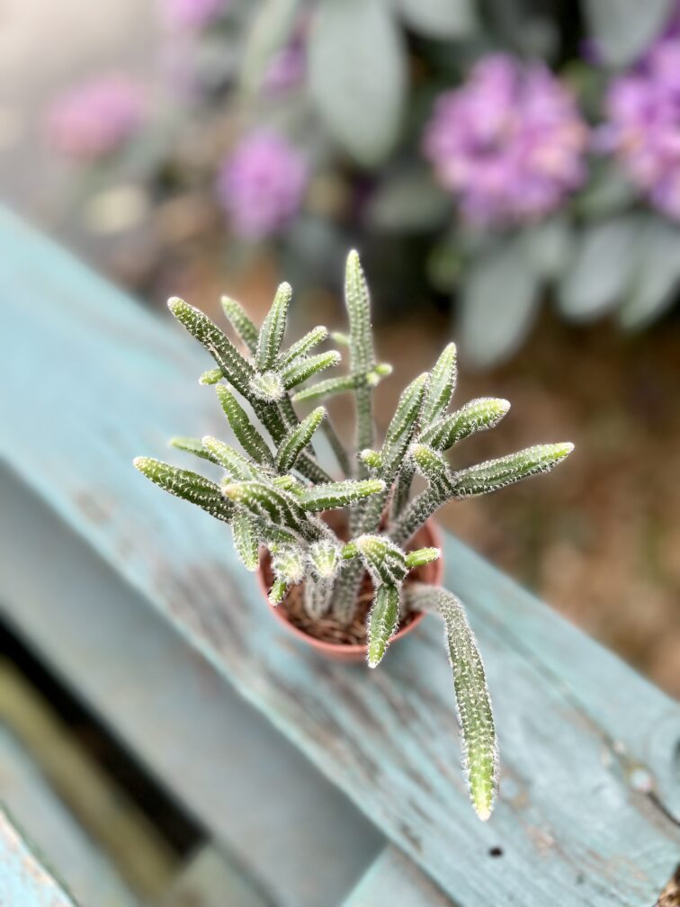 Zdjęcie rosliny doniczkowej Rhipsalis baccifera Horrida (Patyczak), ujęcie 2