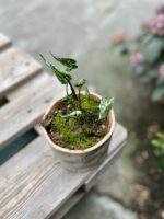 Zdjęcie rosliny doniczkowej Syngonium Godzilla, ujęcie 1