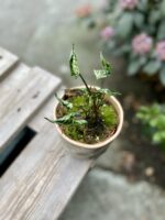 Zdjęcie rosliny doniczkowej Syngonium Godzilla, ujęcie 2