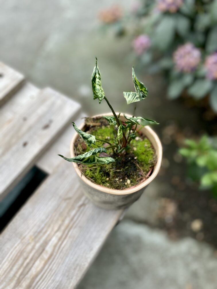 Zdjęcie rosliny doniczkowej Syngonium Godzilla, ujęcie 2