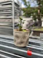 Zdjęcie rosliny doniczkowej Syngonium Godzilla, ujęcie 3