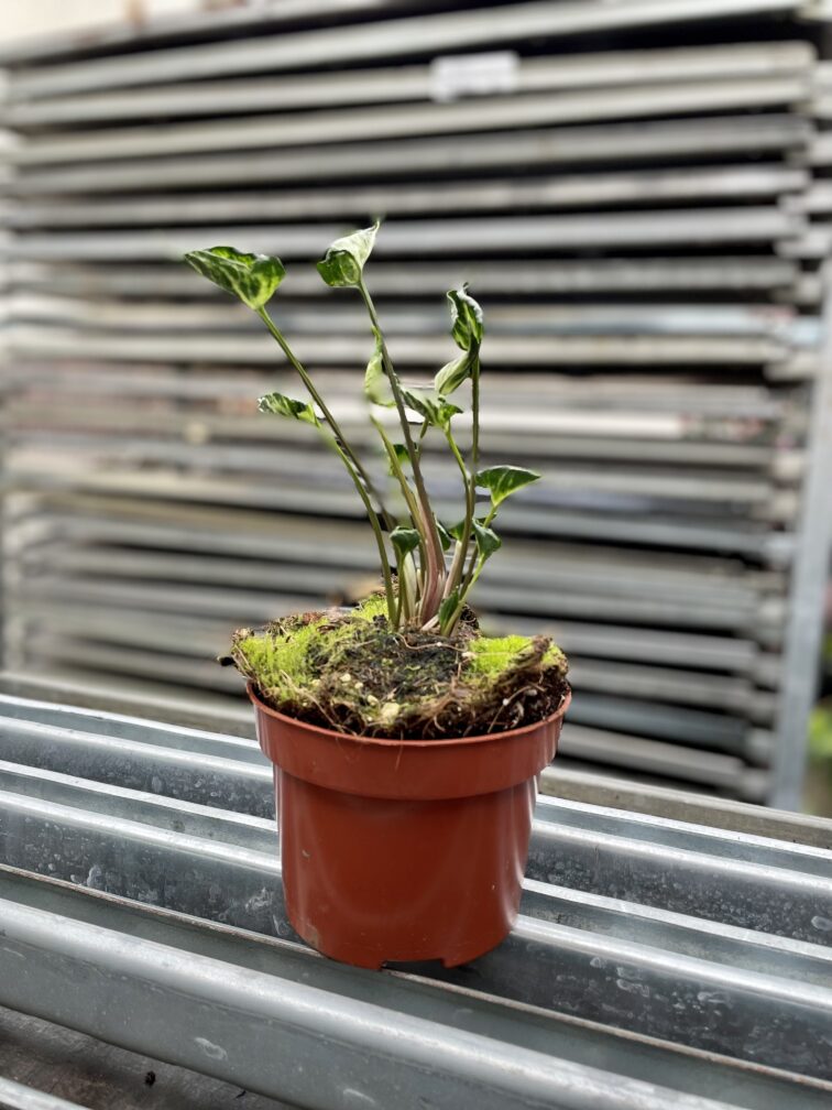 Zdjęcie rosliny doniczkowej Syngonium Godzilla, ujęcie 4