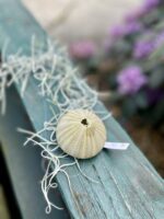 Zdjęcie rosliny doniczkowej Tillandsia usneoides (Oplątwa), ujęcie 1