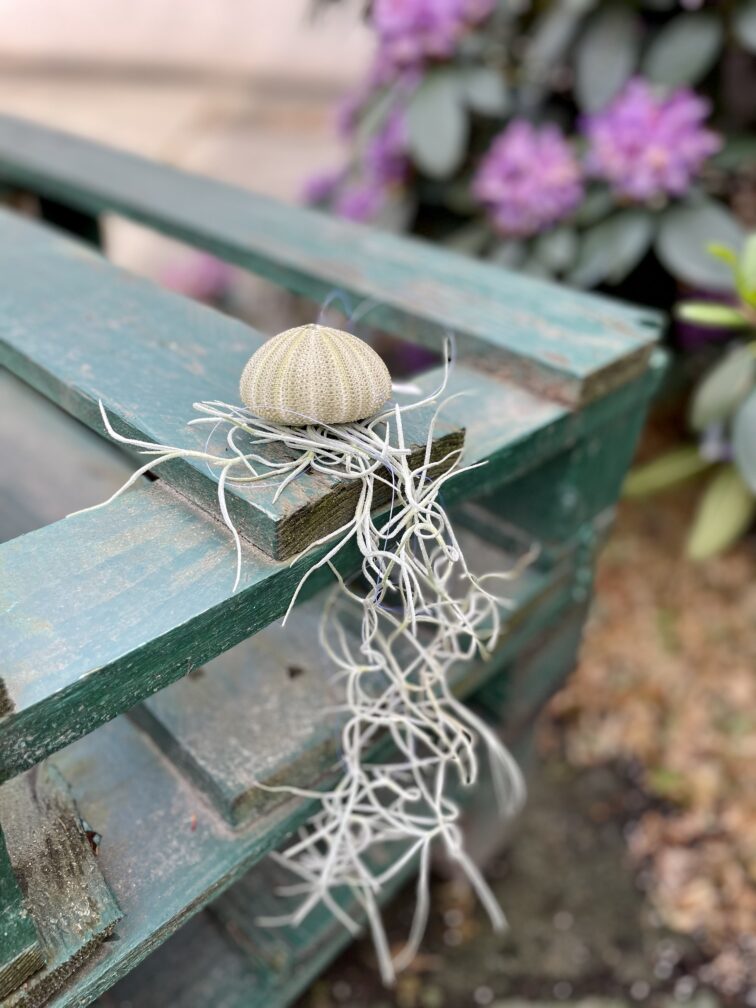 Zdjęcie rosliny doniczkowej Tillandsia usneoides (Oplątwa), ujęcie 2