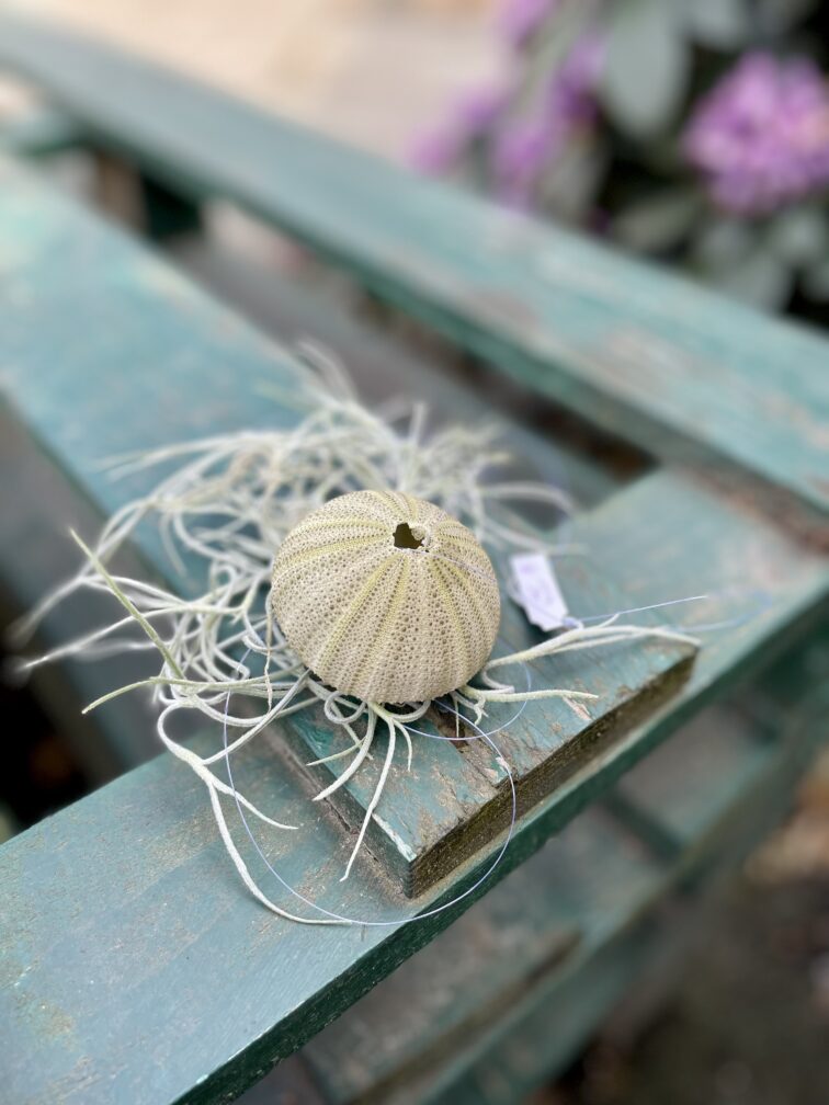 Zdjęcie rosliny doniczkowej Tillandsia usneoides (Oplątwa), ujęcie 3