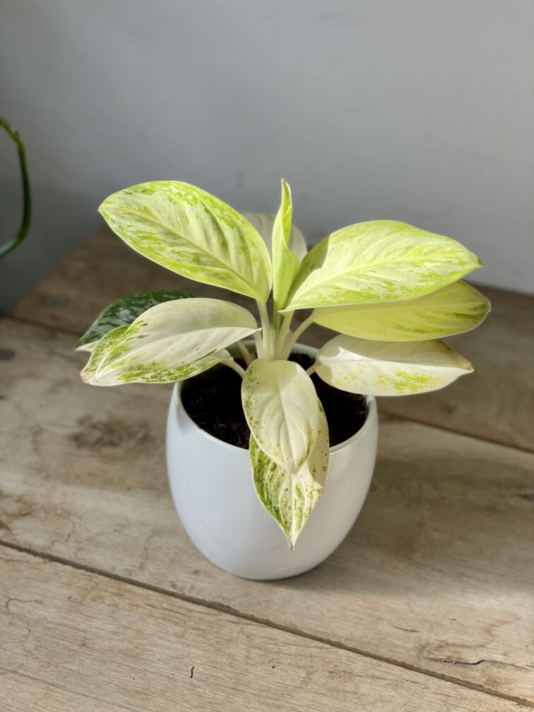 aglaonema-arctic-lime_12x30-1_1689413209.jpg Zdjęcie rosliny doniczkowej Aglaonema Arctic Lime, ujęcie 1