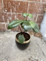 Zdjęcie rosliny doniczkowej Alocasia Chocolate Green, ujęcie 1