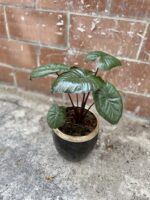 Zdjęcie rosliny doniczkowej Alocasia Chocolate Green, ujęcie 2
