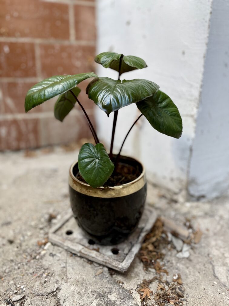 Zdjęcie rosliny doniczkowej Alocasia Chocolate Green, ujęcie 3