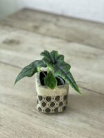 Zdjęcie rosliny doniczkowej Alocasia Jacklyn (Alocasia Tandurusa), ujęcie 1