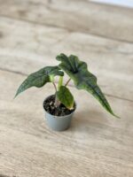 Zdjęcie rosliny doniczkowej Alocasia Jacklyn (Alocasia Tandurusa), ujęcie 2
