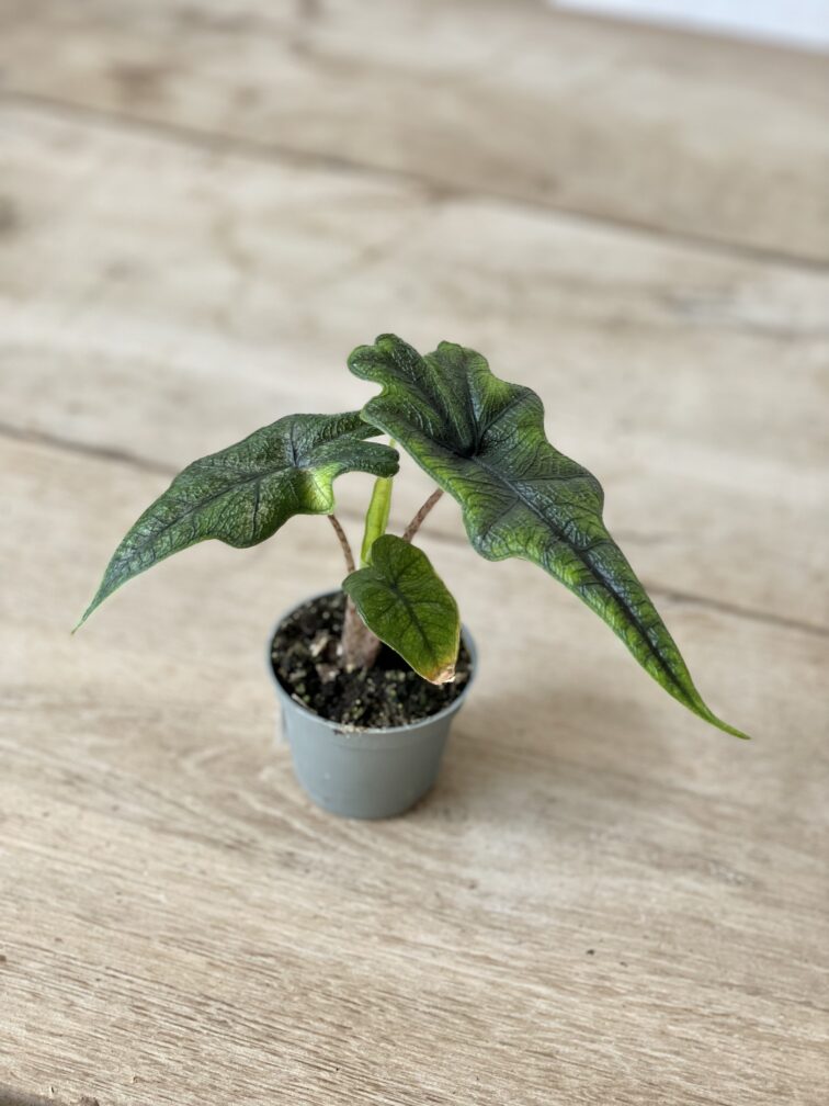 Zdjęcie rosliny doniczkowej Alocasia Jacklyn (Alocasia Tandurusa), ujęcie 2