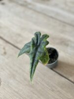 Zdjęcie rosliny doniczkowej Alocasia Jacklyn (Alocasia Tandurusa), ujęcie 3