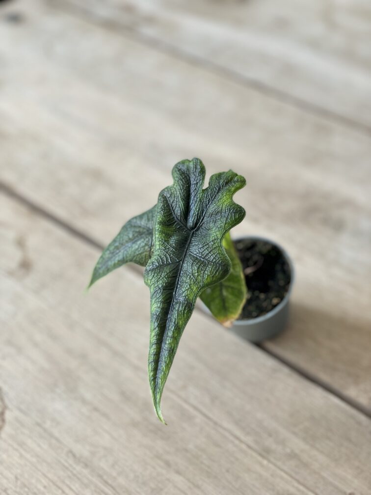 Zdjęcie rosliny doniczkowej Alocasia Jacklyn (Alocasia Tandurusa), ujęcie 3