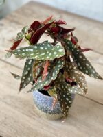 Zdjęcie rosliny doniczkowej Begonia Maculata, ujęcie 1