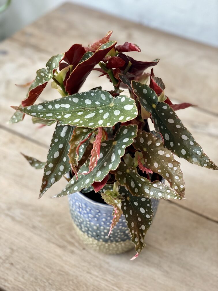Zdjęcie rosliny doniczkowej Begonia Maculata, ujęcie 1