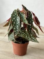 Zdjęcie rosliny doniczkowej Begonia Maculata, ujęcie 2