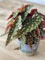 Zdjęcie rosliny doniczkowej Begonia Maculata, ujęcie 3