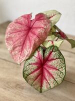 Zdjęcie rosliny doniczkowej Caladium Mint Julep, ujęcie 1
