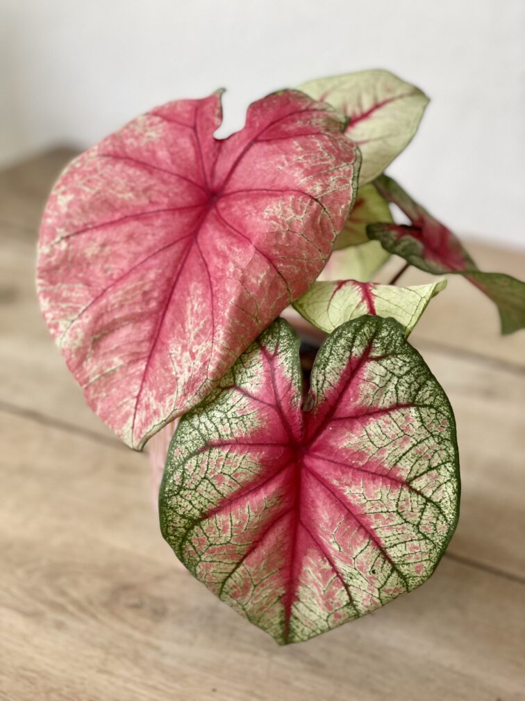 Zdjęcie rosliny doniczkowej Caladium Mint Julep, ujęcie 1
