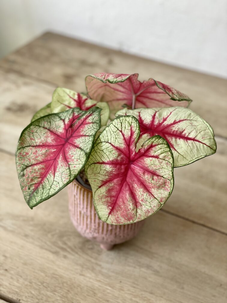 Zdjęcie rosliny doniczkowej Caladium Mint Julep, ujęcie 2