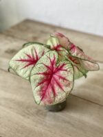 Zdjęcie rosliny doniczkowej Caladium Mint Julep, ujęcie 3