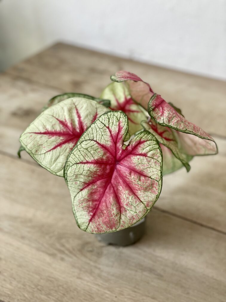 Zdjęcie rosliny doniczkowej Caladium Mint Julep, ujęcie 3