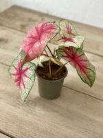 Zdjęcie rosliny doniczkowej Caladium Mint Julep, ujęcie 4