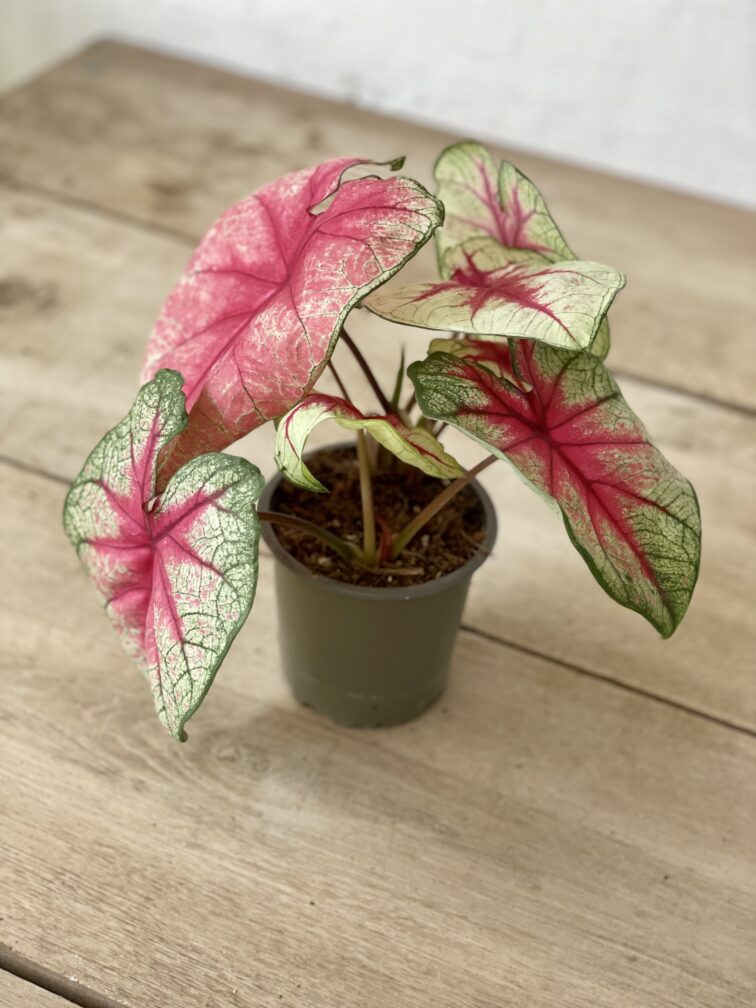 Zdjęcie rosliny doniczkowej Caladium Mint Julep, ujęcie 4
