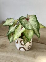 Zdjęcie rosliny doniczkowej Caladium White Wing, ujęcie 1