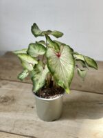 Zdjęcie rosliny doniczkowej Caladium White Wing, ujęcie 2