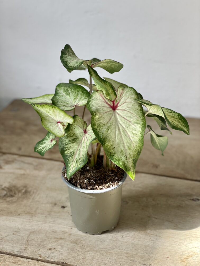 Zdjęcie rosliny doniczkowej Caladium White Wing, ujęcie 2