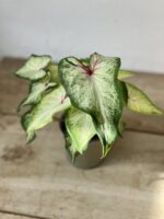 Zdjęcie rosliny doniczkowej Caladium White Wing, ujęcie 3