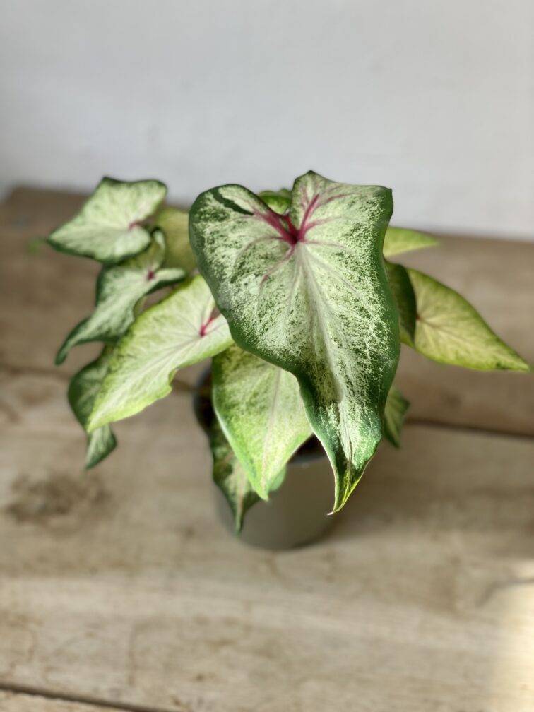 Zdjęcie rosliny doniczkowej Caladium White Wing, ujęcie 3
