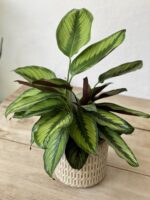 Zdjęcie rosliny doniczkowej Calathea Beauty Star (Kalatea), ujęcie 1
