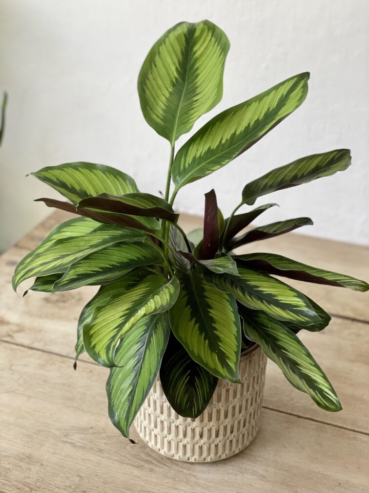 Zdjęcie rosliny doniczkowej Calathea Beauty Star (Kalatea), ujęcie 1