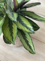 Zdjęcie rosliny doniczkowej Calathea Beauty Star (Kalatea), ujęcie 2