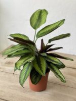Zdjęcie rosliny doniczkowej Calathea Beauty Star (Kalatea), ujęcie 3