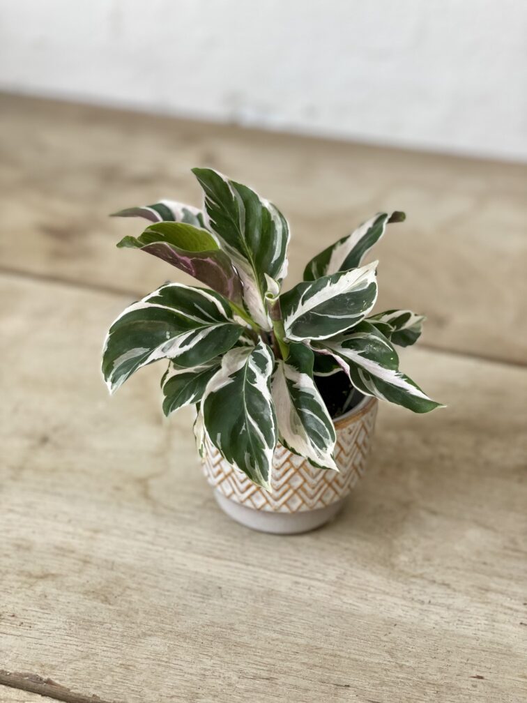 calathea-white-fusion_6x15-1_1689412963.jpg Zdjęcie rosliny doniczkowej Calathea White Fusion (Kalatea), ujęcie 1